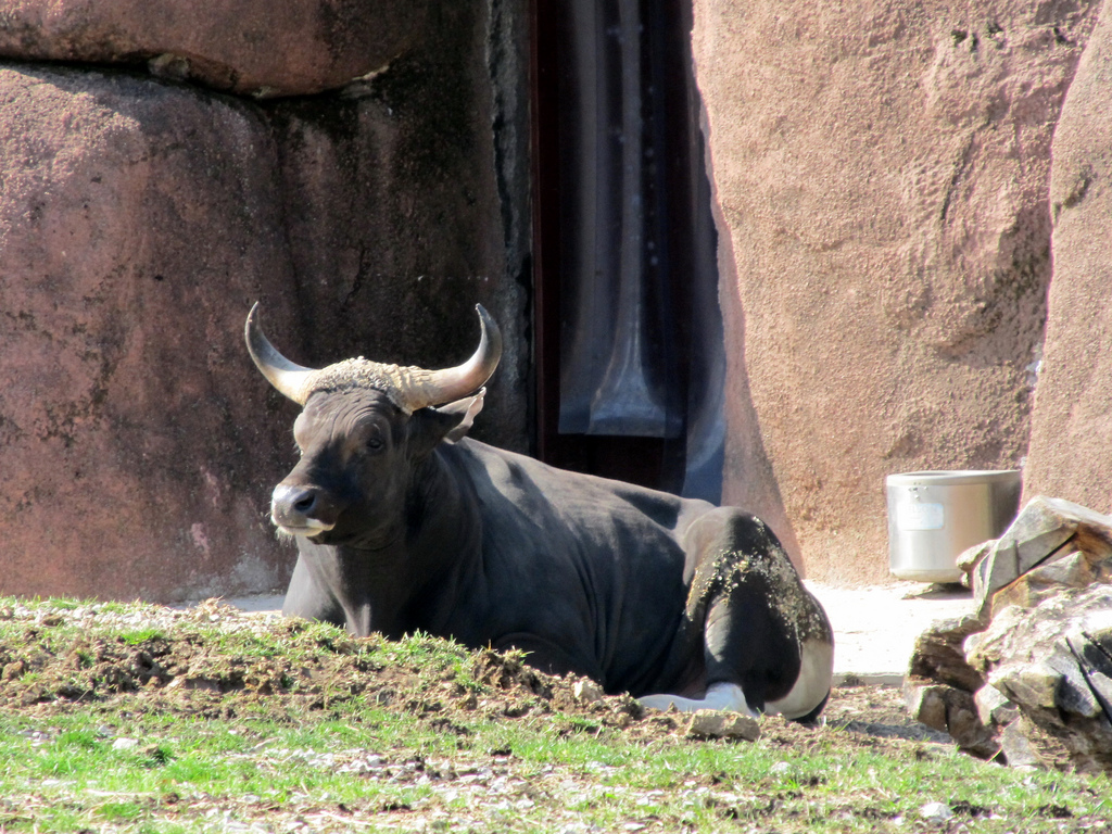 Banteng Wallpapers - Wallpaper Cave