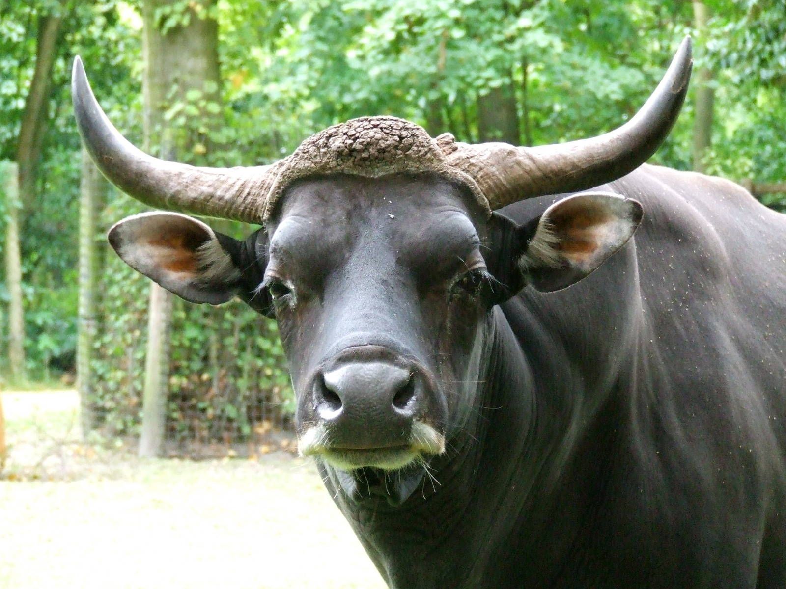 Banteng bull Rotterdam Zoo Gallery. Pet birds, Bull, Animals of the world