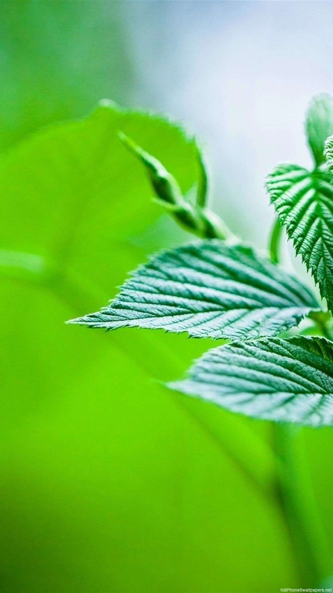 Beautiful Nature Mobile Wallpaper Full HD Background