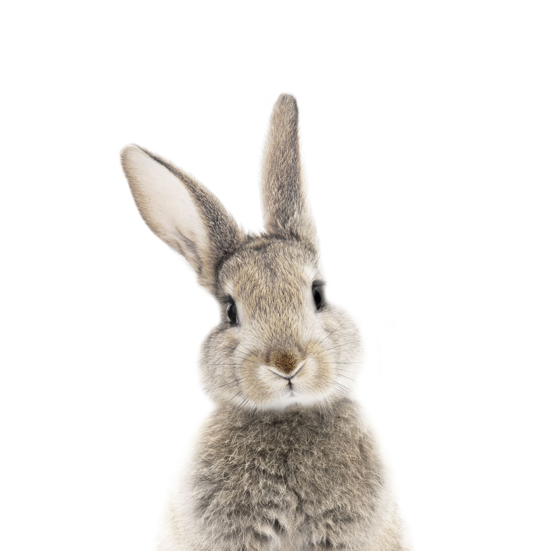 Grey Bunny Wallpapers - Wallpaper Cave