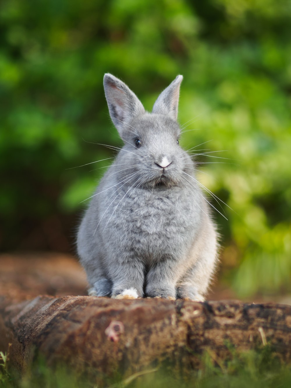 Grey Bunny Wallpapers - Wallpaper Cave