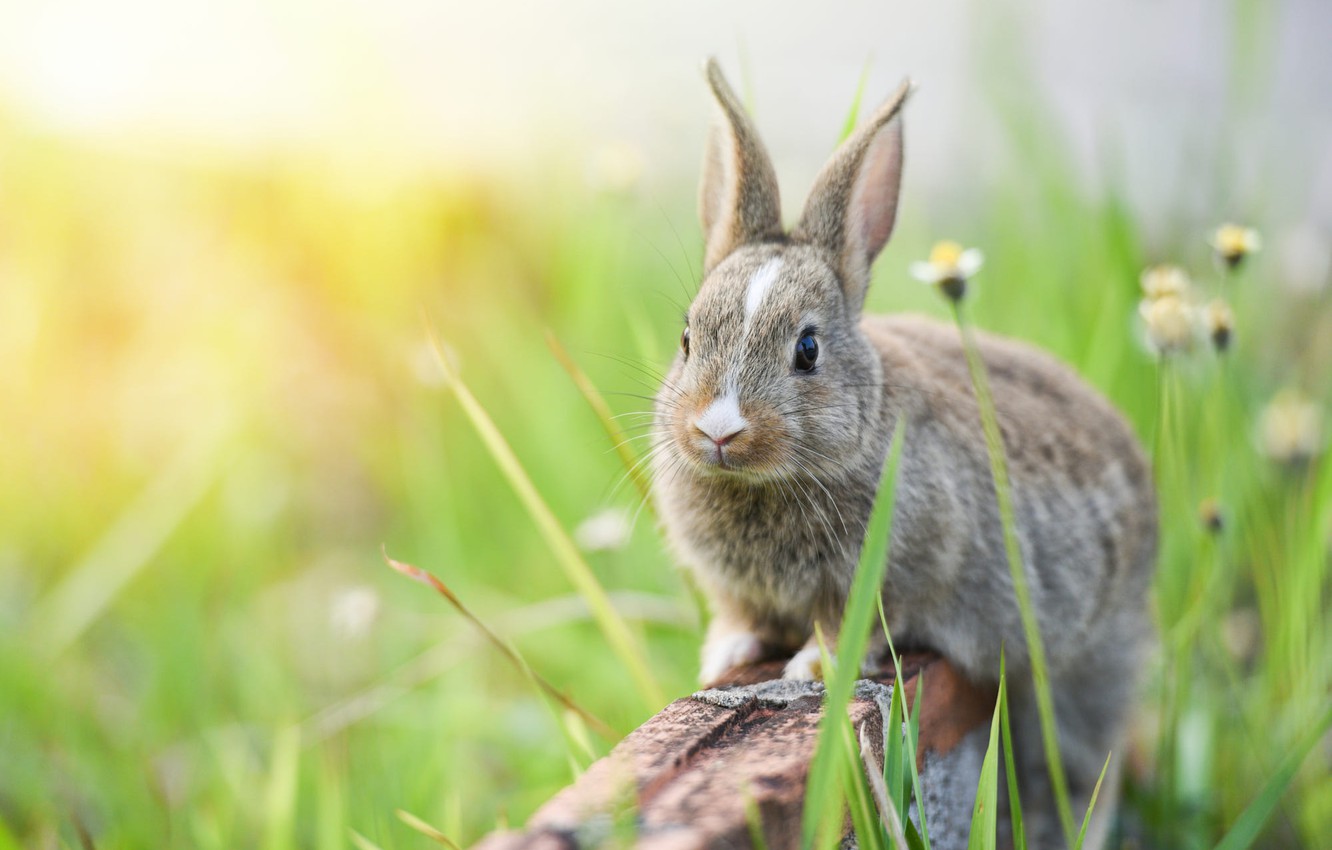 Grey Bunny Wallpapers - Wallpaper Cave