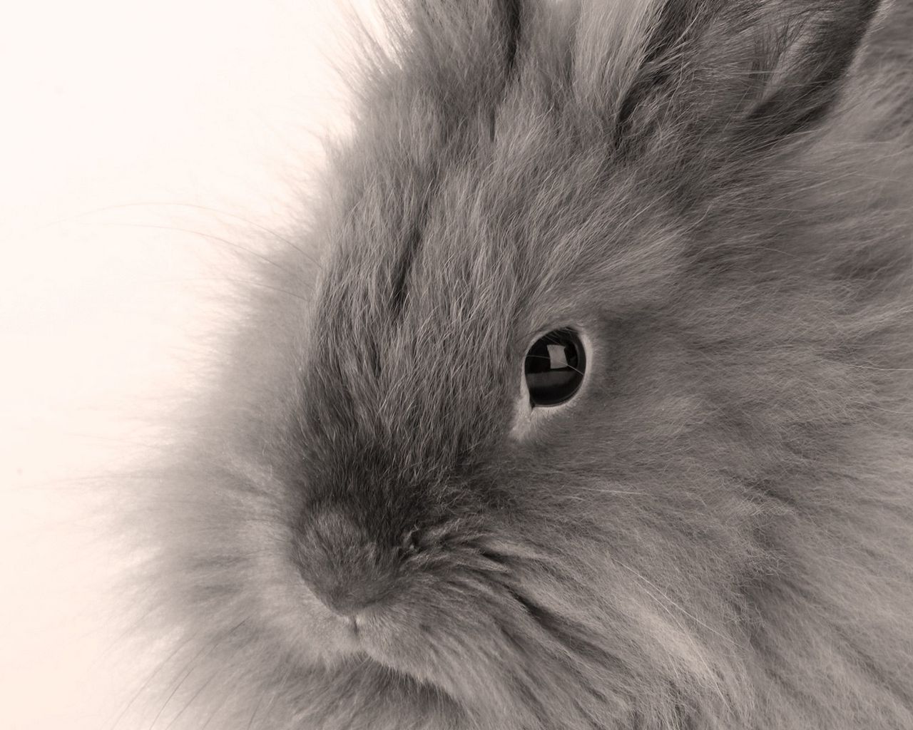 Grey Bunny Wallpapers - Wallpaper Cave