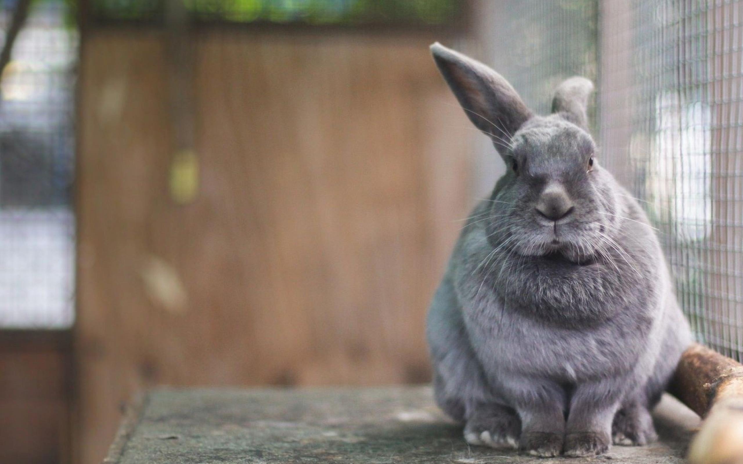 Grey Bunny Wallpapers - Wallpaper Cave