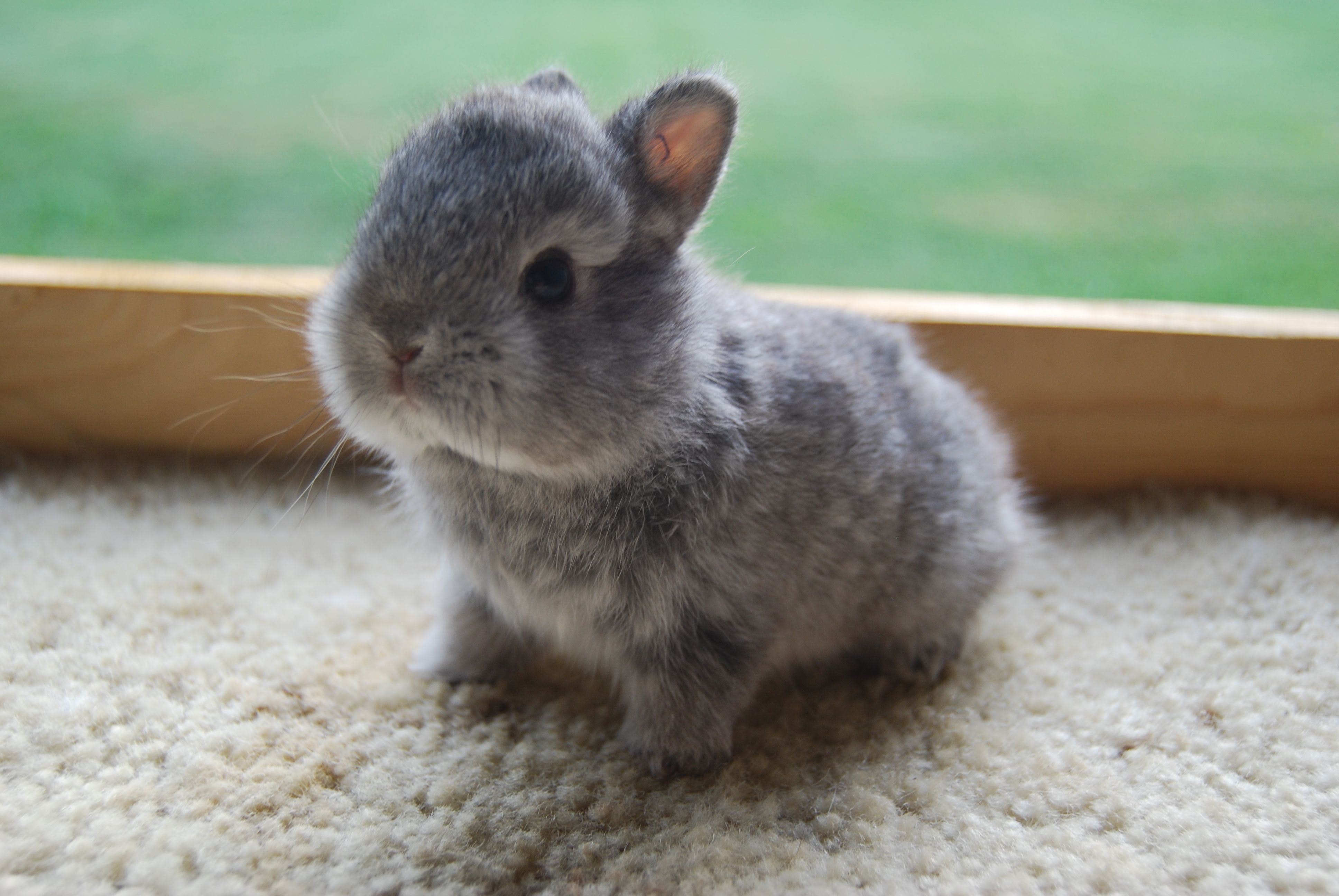 Grey Bunny Wallpapers - Wallpaper Cave