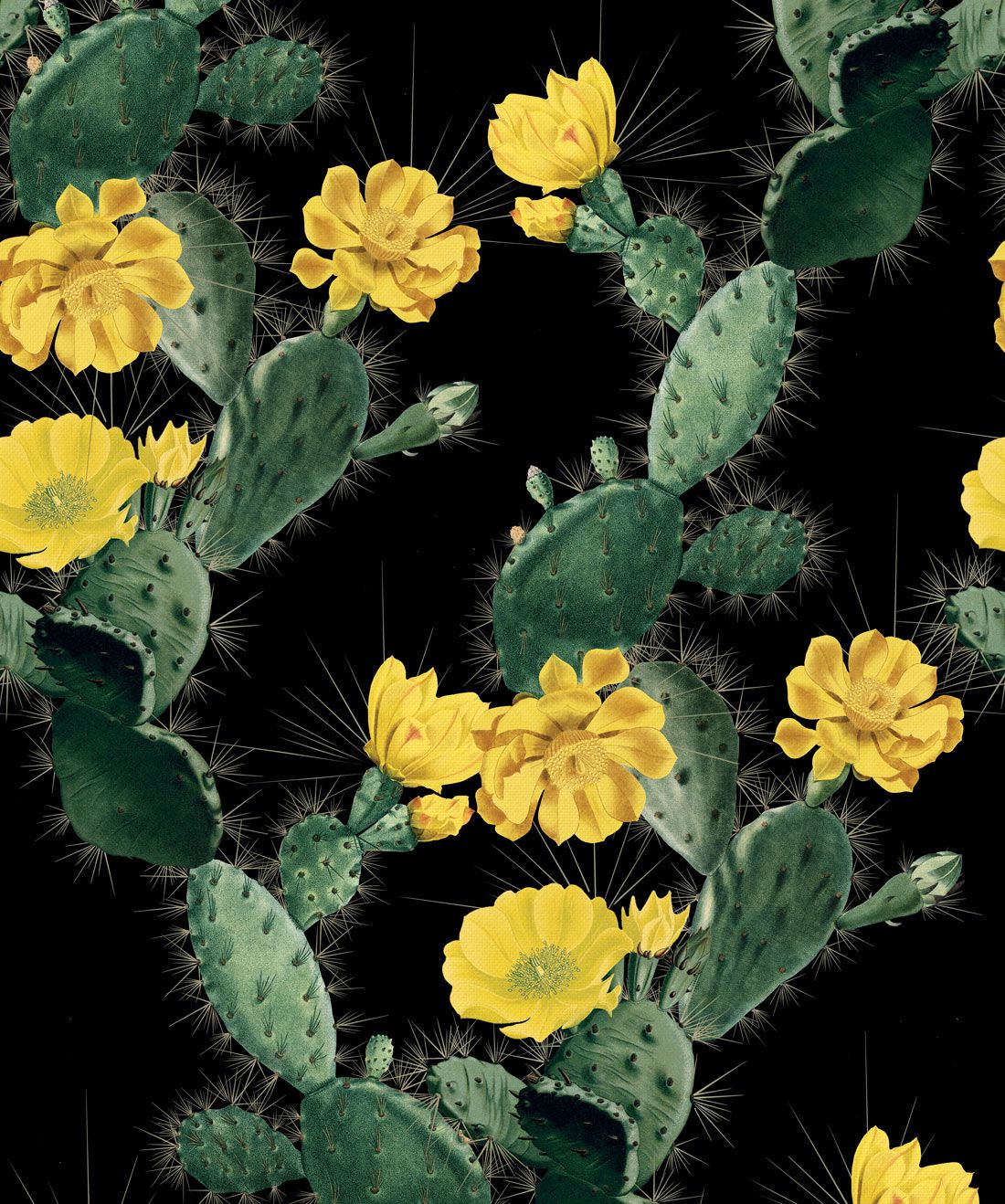 Cactus Wallpaper • Bold Alluring Cacti