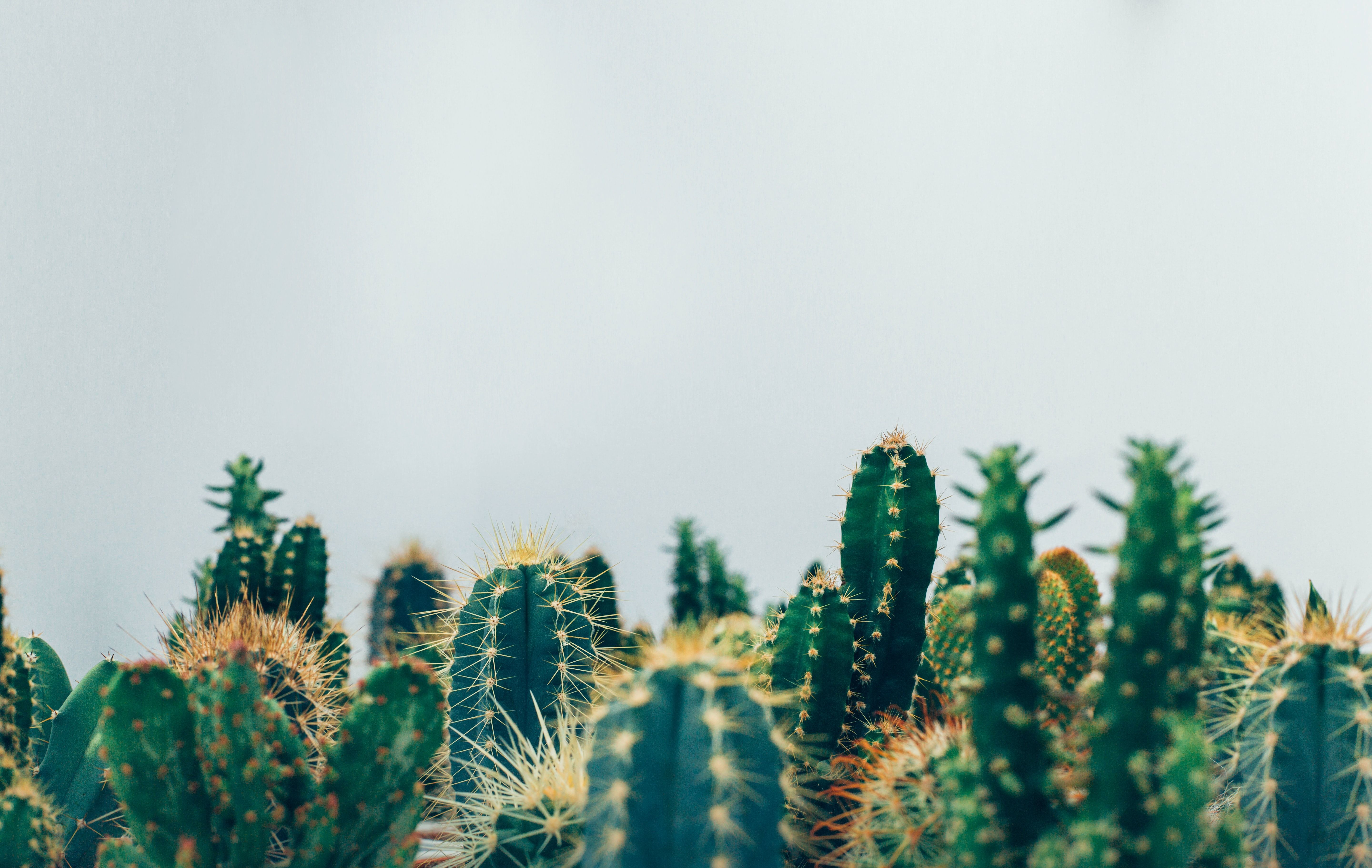 Cactus Desktop Wallpaper