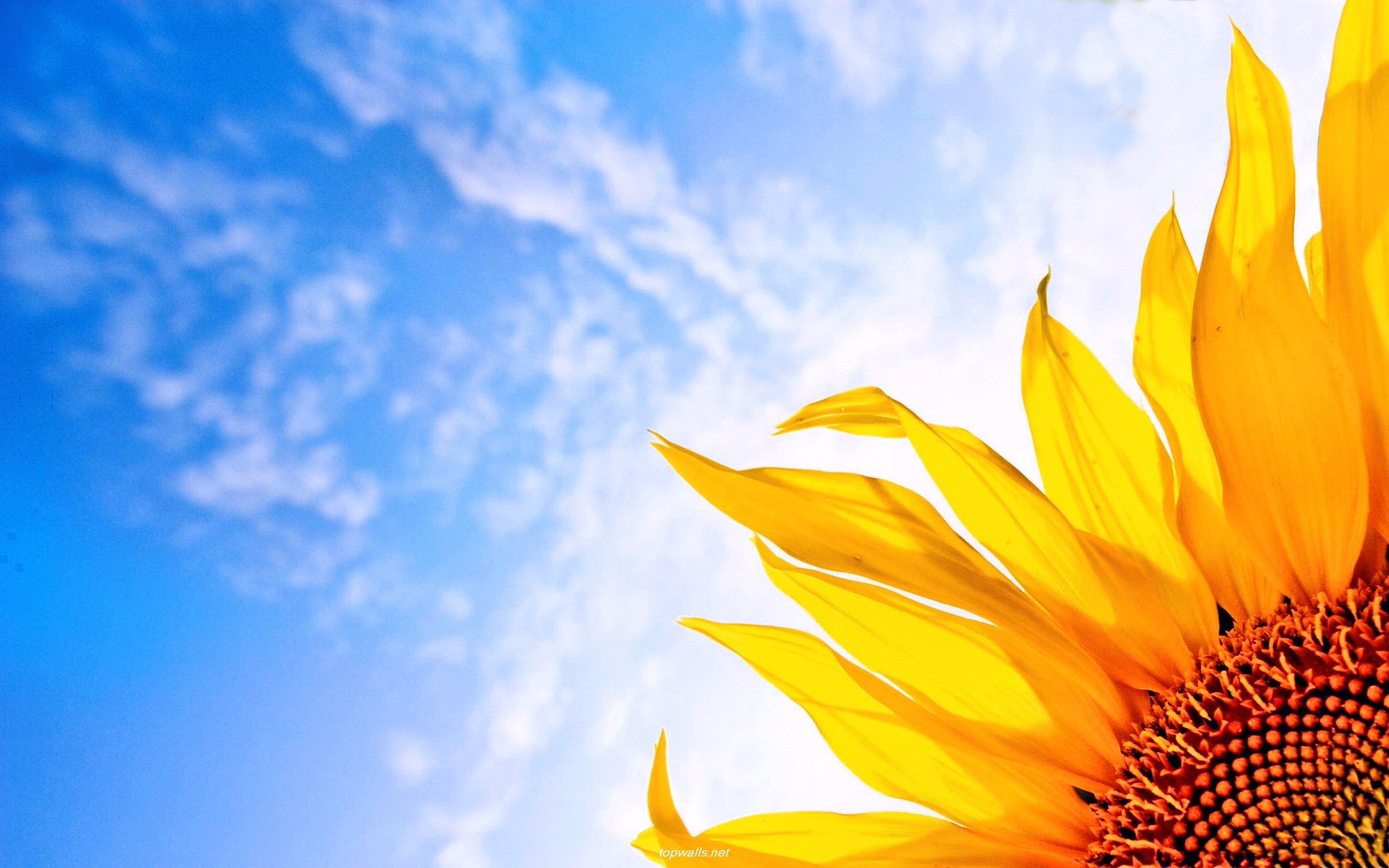 Sky Spring Sunflower Yellow Flower HD WALLPAPER For Your XFCE Desktop