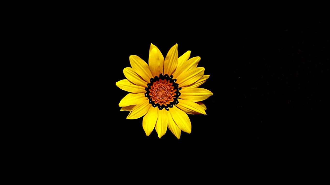 Yellow Sunflower Blooming Wallpaper, Mother's Day, Nature, Spring, Floral • Wallpaper For You