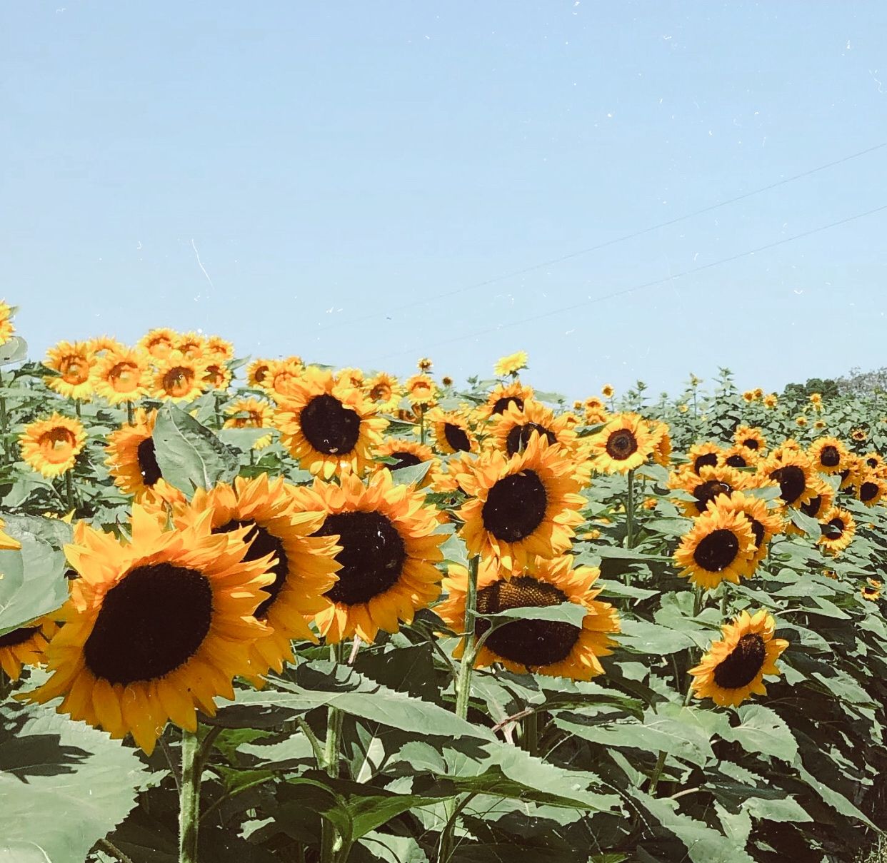 Sunshine. Sunflower wallpaper, Flower landscape, Sunflower fields