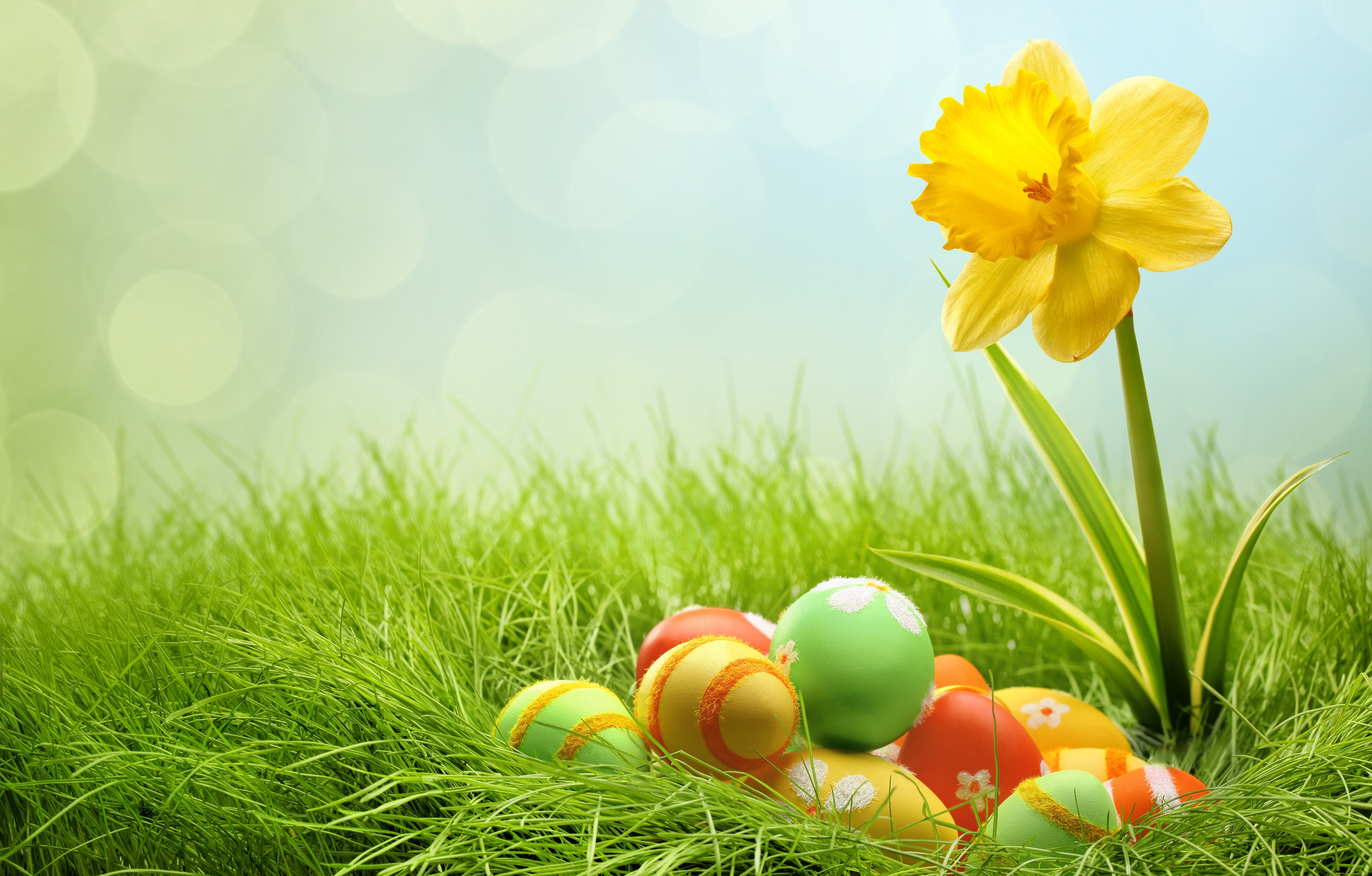 Free download Eggs and yellow flower for Easter wallpaper and image wallpaper [5760x3679] for your Desktop, Mobile & Tablet. Explore Easter Flower Image Wallpaper. Free Easter Flower Wallpaper