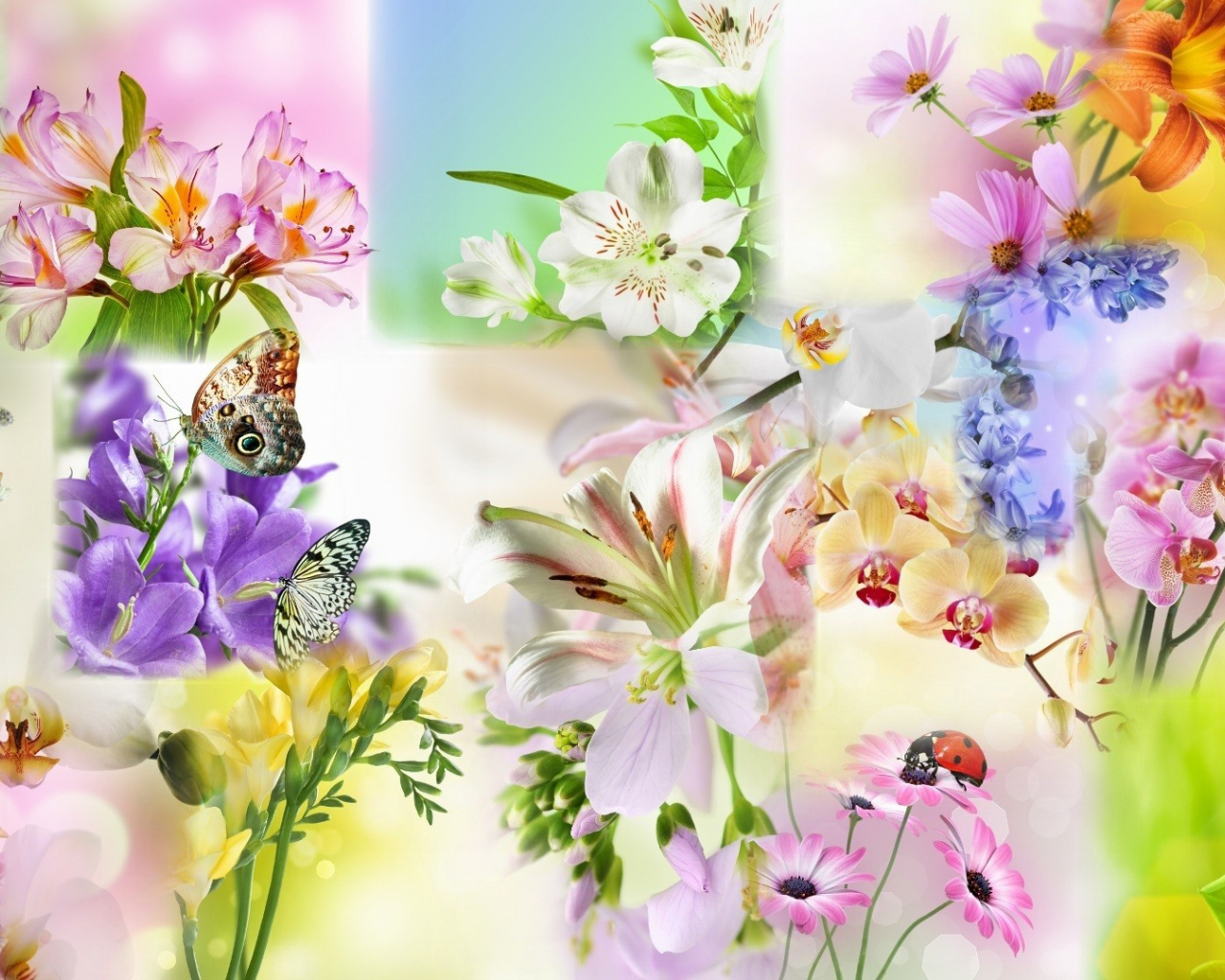 Free download 74 Spring Flower Wallpaper [1920x1080] for your Desktop, Mobile & Tablet. Explore Spring Flower Wallpaper. Spring Picture For Wallpaper, Free Spring Wallpaper For Desktop, Spring Wallpaper