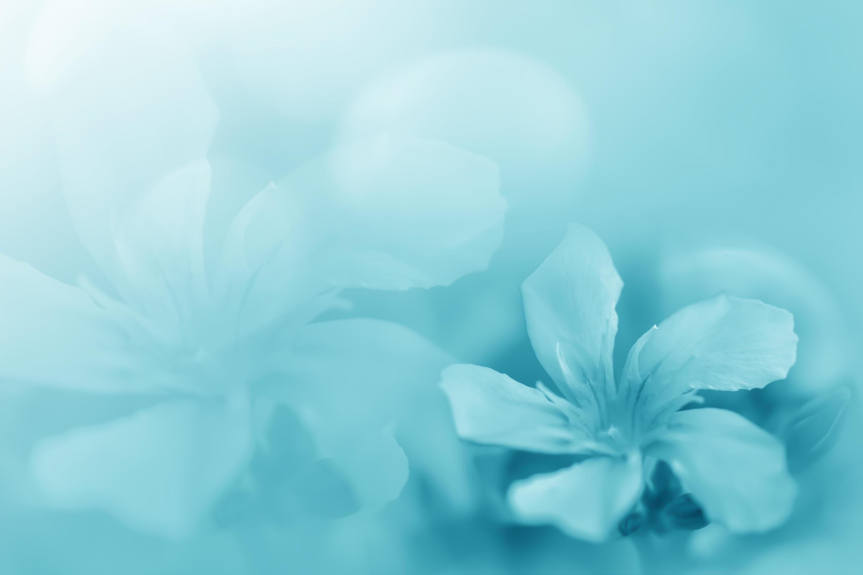 Pastel blue green beautiful spring flower bloom branch background with free copy space for greeting card or environment cover page, , web banner and header