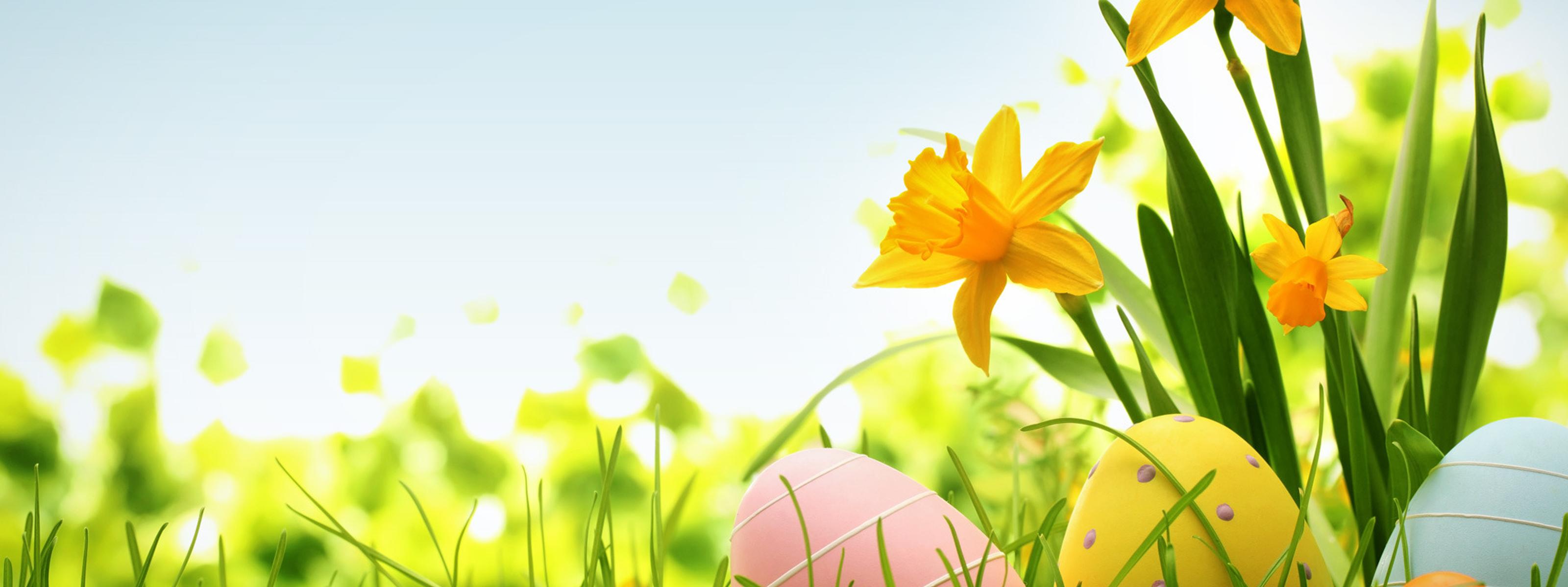 Wonderful yellow spring flower and Easter eggs on the grass
