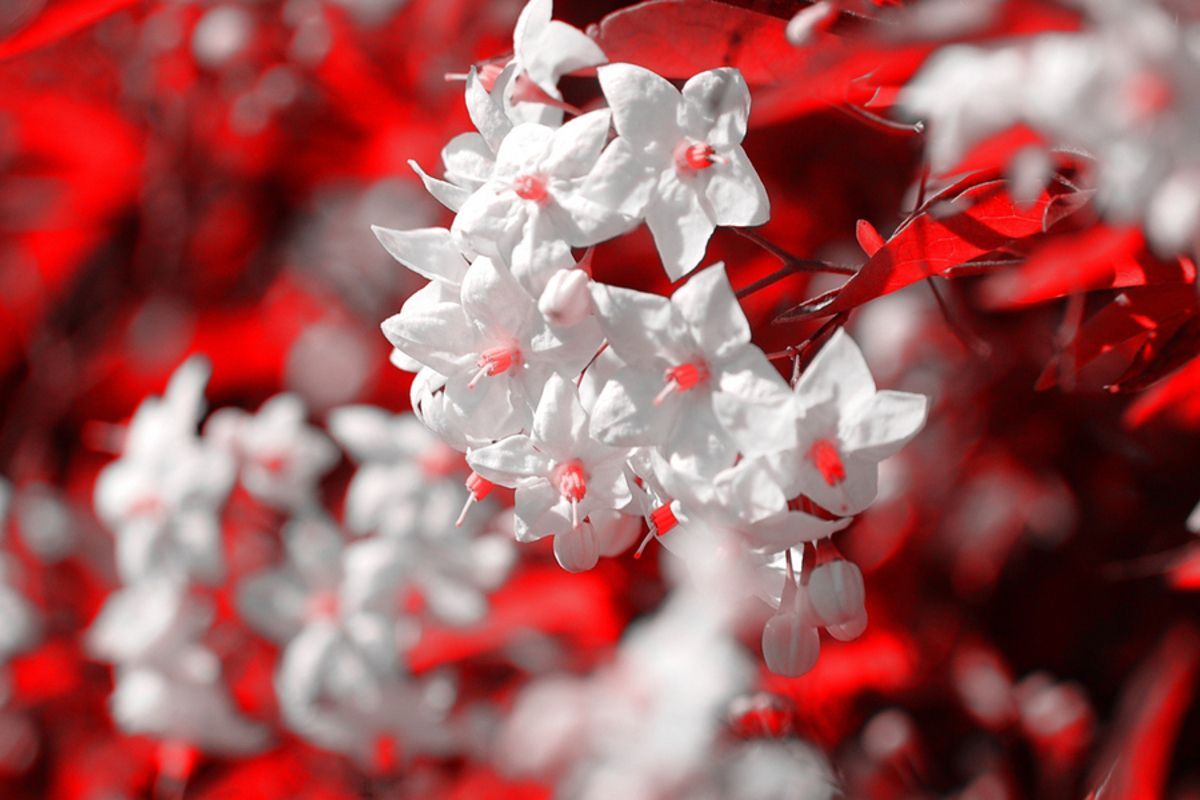 Red and White Flower Wallpaper Free Red and White Flower Background