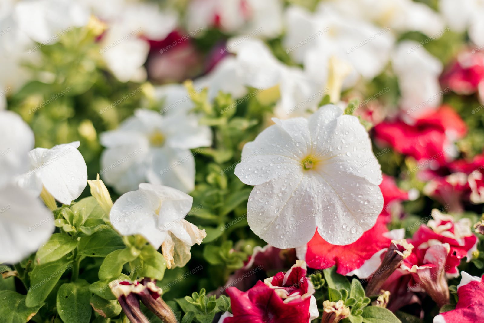 Colorful red and white petunias. Beautiful petunia flowers wallpaper. Spring background photo by sviatlankayanka on Envato Elements
