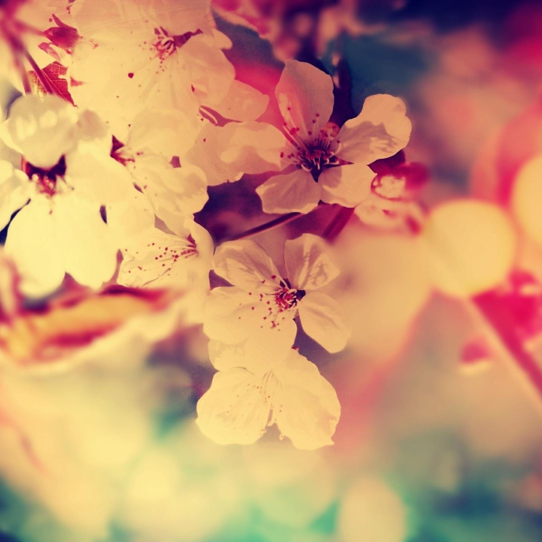 Fuzzy Flowers Red White iPad Air Wallpaper Free Download