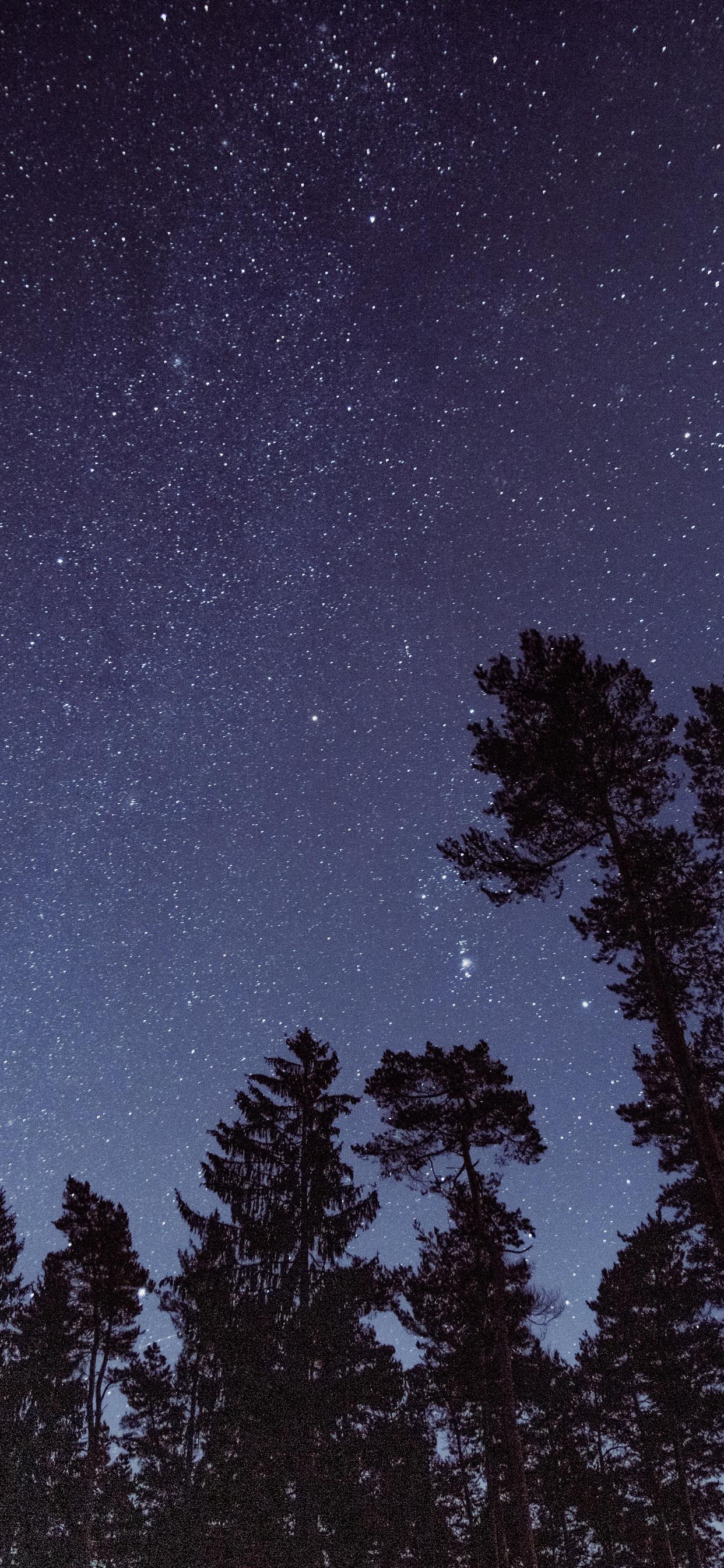 silhouette photo of trees during night time iPhone X Wallpaper Free Download