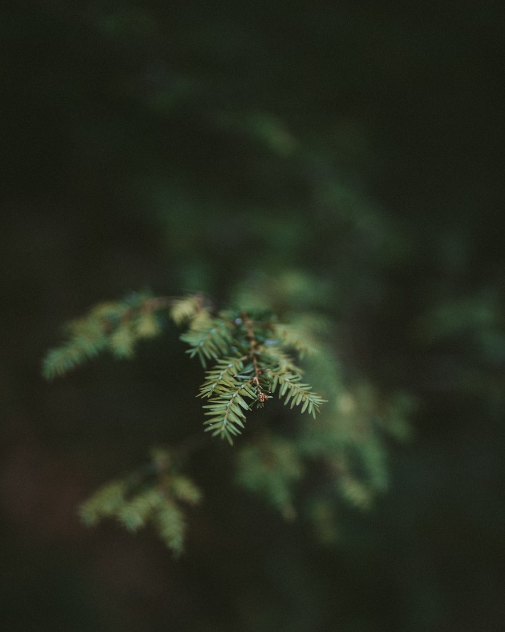 Nature Aesthetic best free grey, outdoor, plant and flora photo