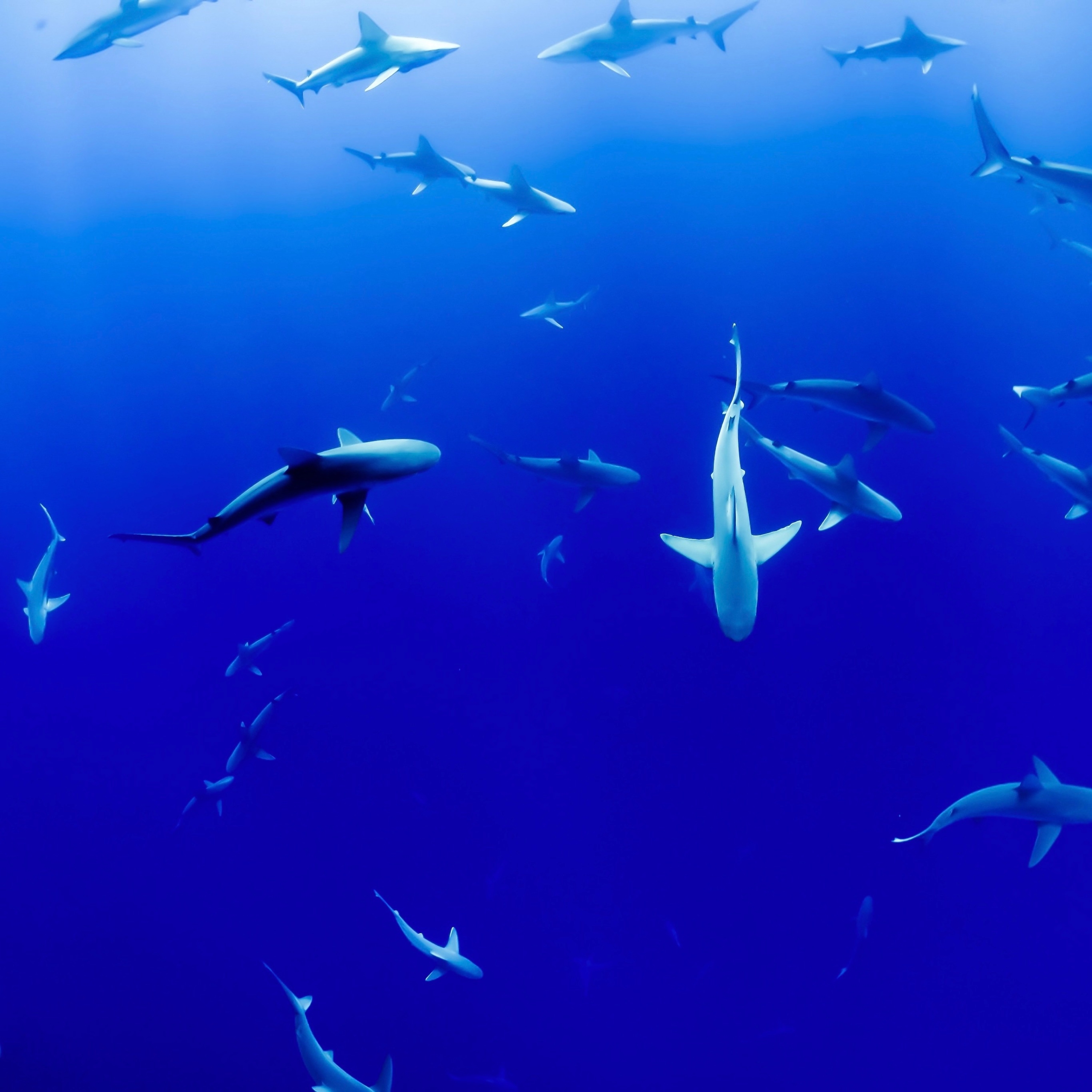 Wallpaper Weekends: Under The Sea