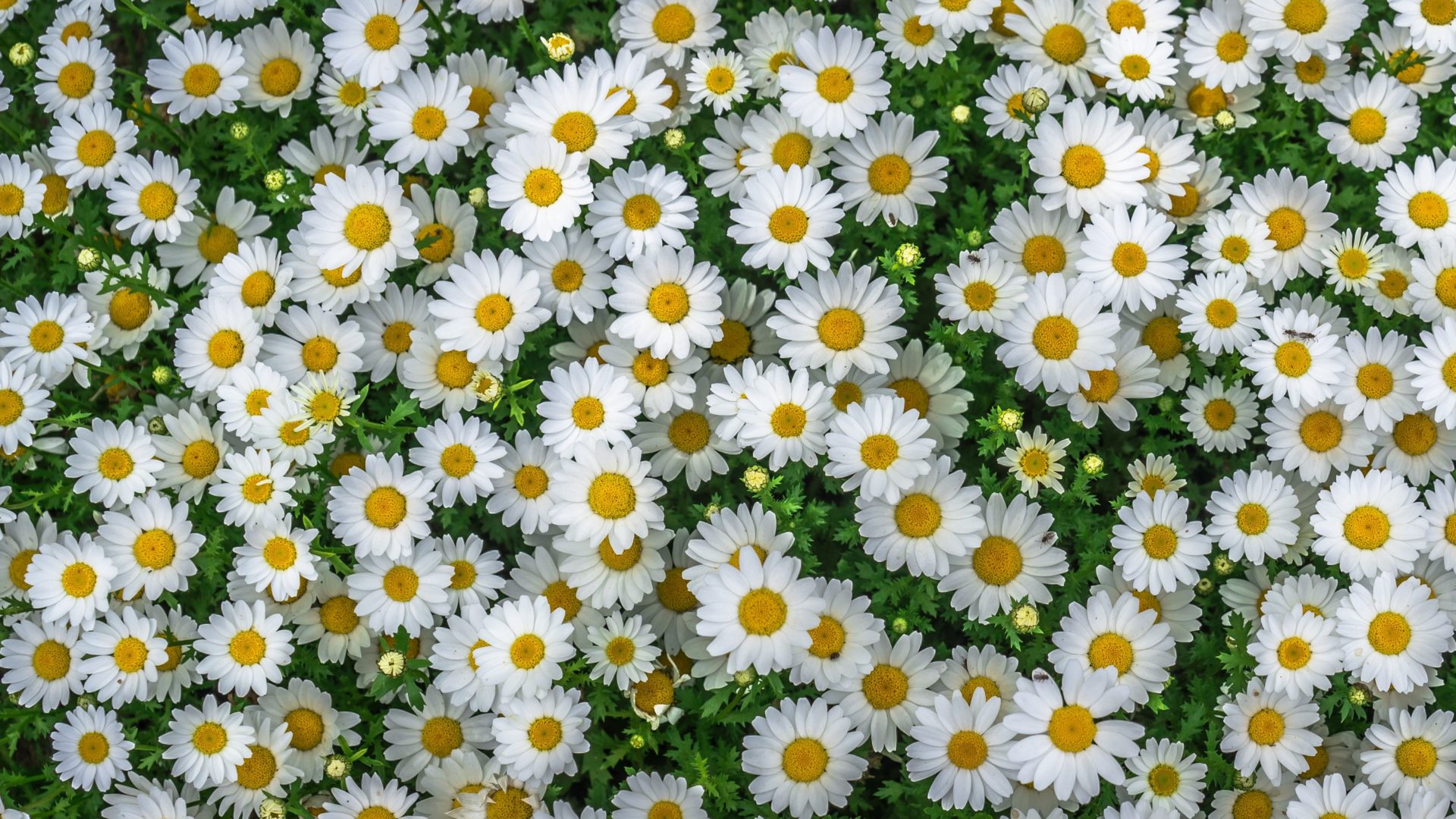 Chamomile Spring Marguerite Daisy Flowers Yellow White Flowers HD Wallpaper for mobile phones tablet and lapx2400, Wallpaper13.com