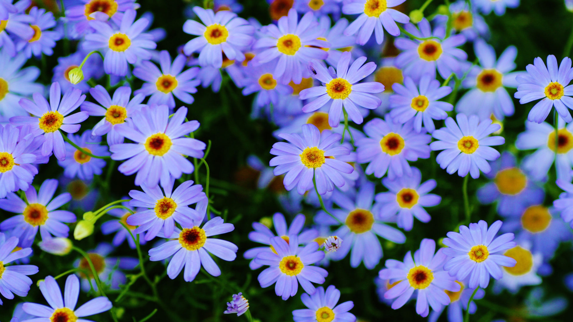 Marguerite daisy Plants Blue flowers macro photography Ultra HD Wallpaper for Desktop Mobile Phones and lapx2400, Wallpaper13.com