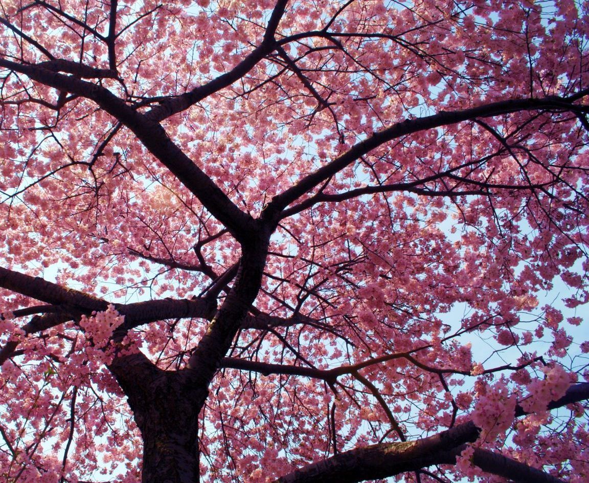 Japan Cherry Blossom Tree Wallpaper Free Japan Cherry Blossom Tree Background