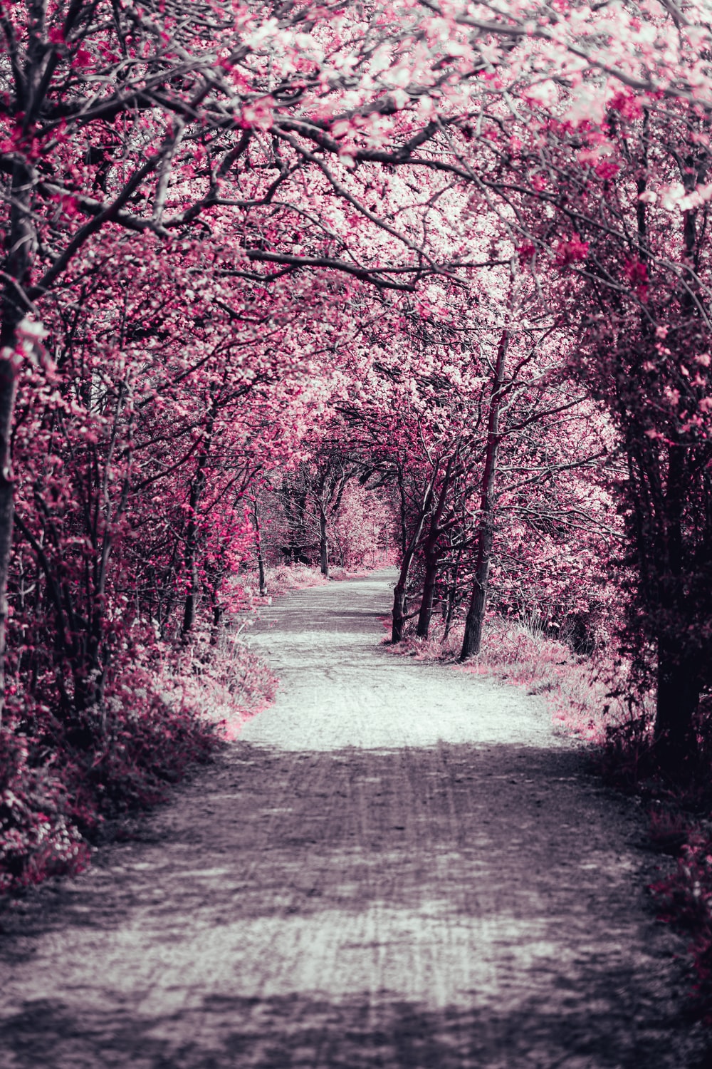 Cherry Blossom Tree Picture. Download Free Image