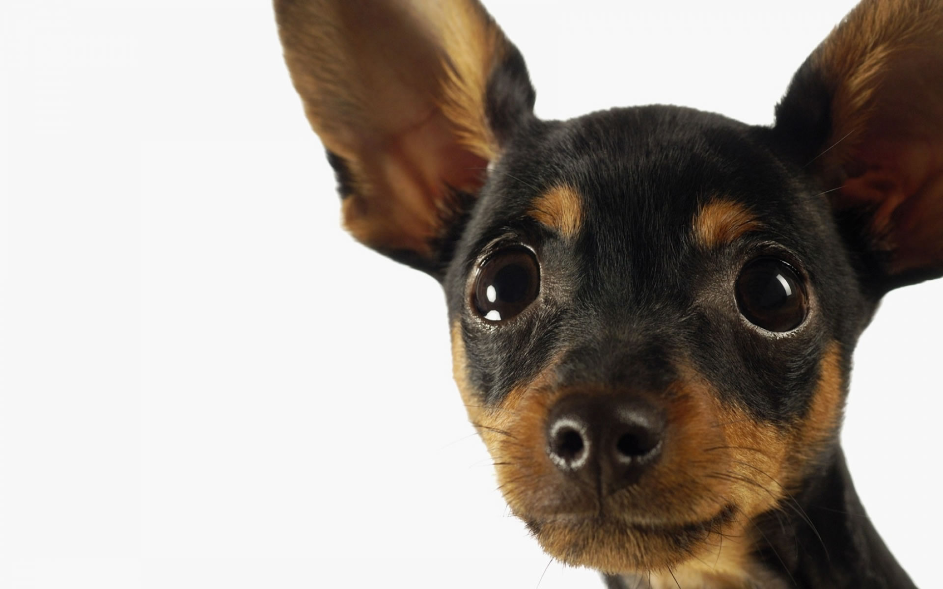 Miniature Pinscher Wallpapers - Wallpaper Cave