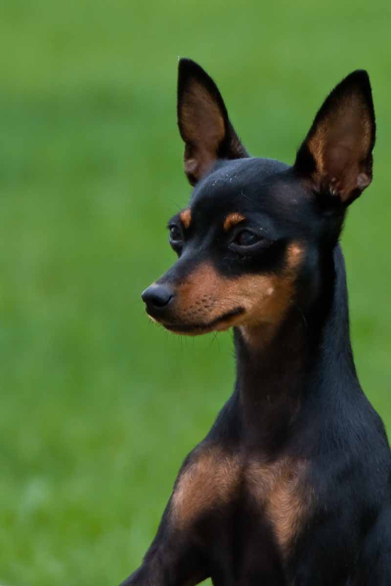 Free Download Miniature Pinscher Wallpaper Prime Wallpaper [800x1200] For Your Desktop, Mobile & Tablet. Explore Min Pin Wallpaper. Min Pin Wallpaper, Pin Up Background, Lee Tae Min Wallpaper
