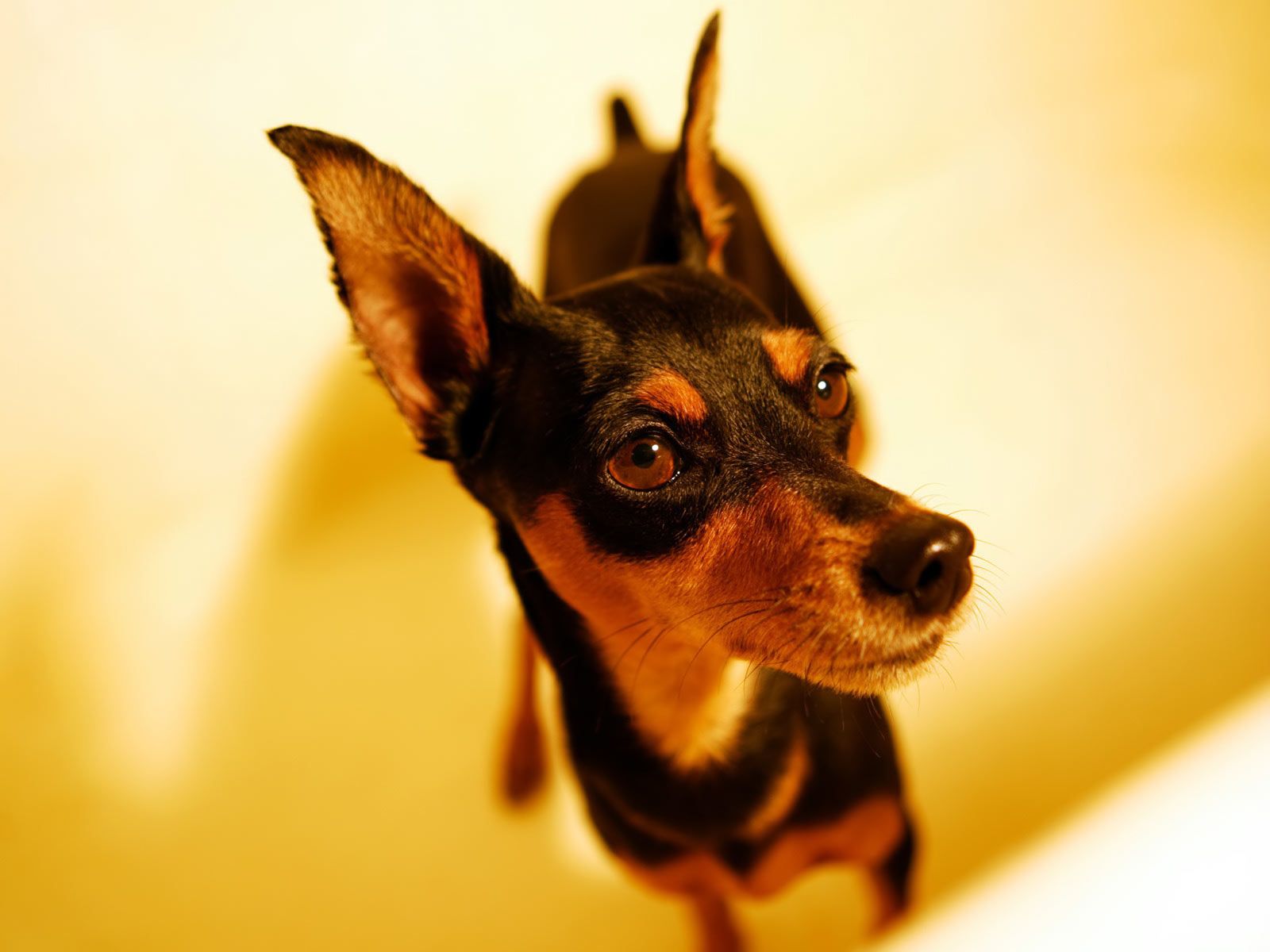 Miniature Pinscher HD Wallpaperwallpaper.net