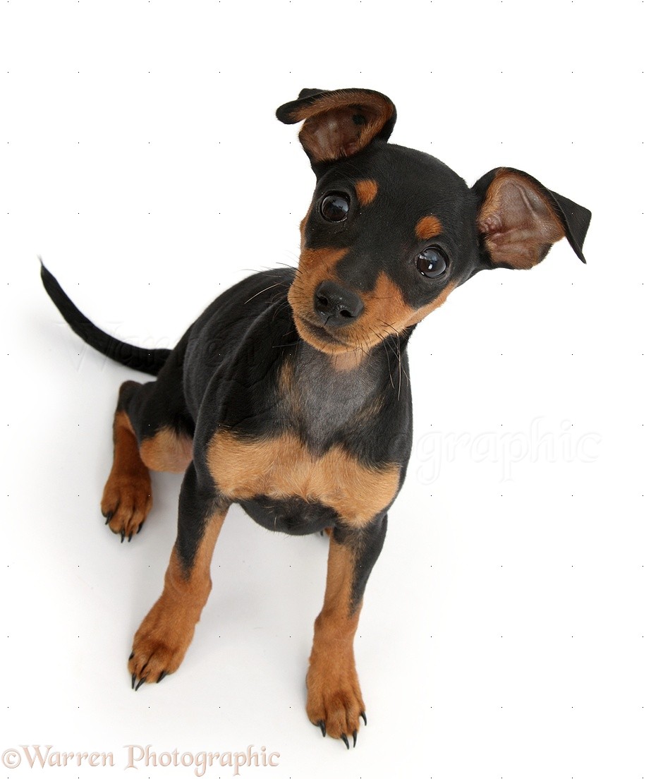 Dog: Miniature Pinscher puppy photo WP37870