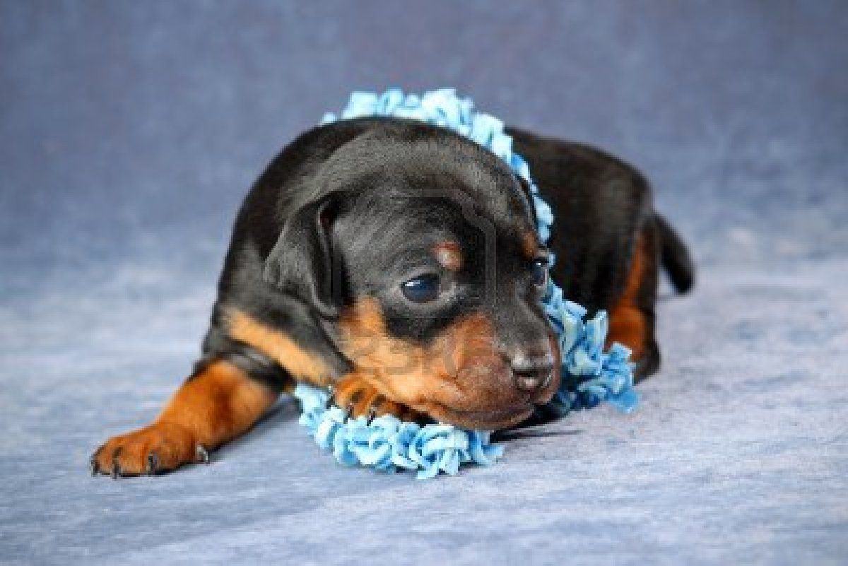 Cute Miniature Pinscher puppy photo. Miniature pinscher dog, Miniature pinscher puppy, Miniature pinscher