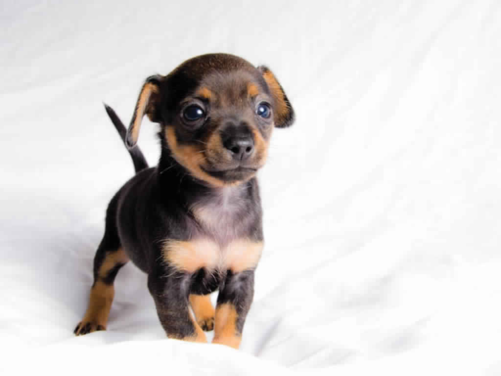 Free Download Miniature Pinscher Wallpaper HD Download [1024x768] For Your Desktop, Mobile & Tablet. Explore Min Pin Wallpaper. Min Pin Wallpaper, Pin Up Background, Lee Tae Min Wallpaper