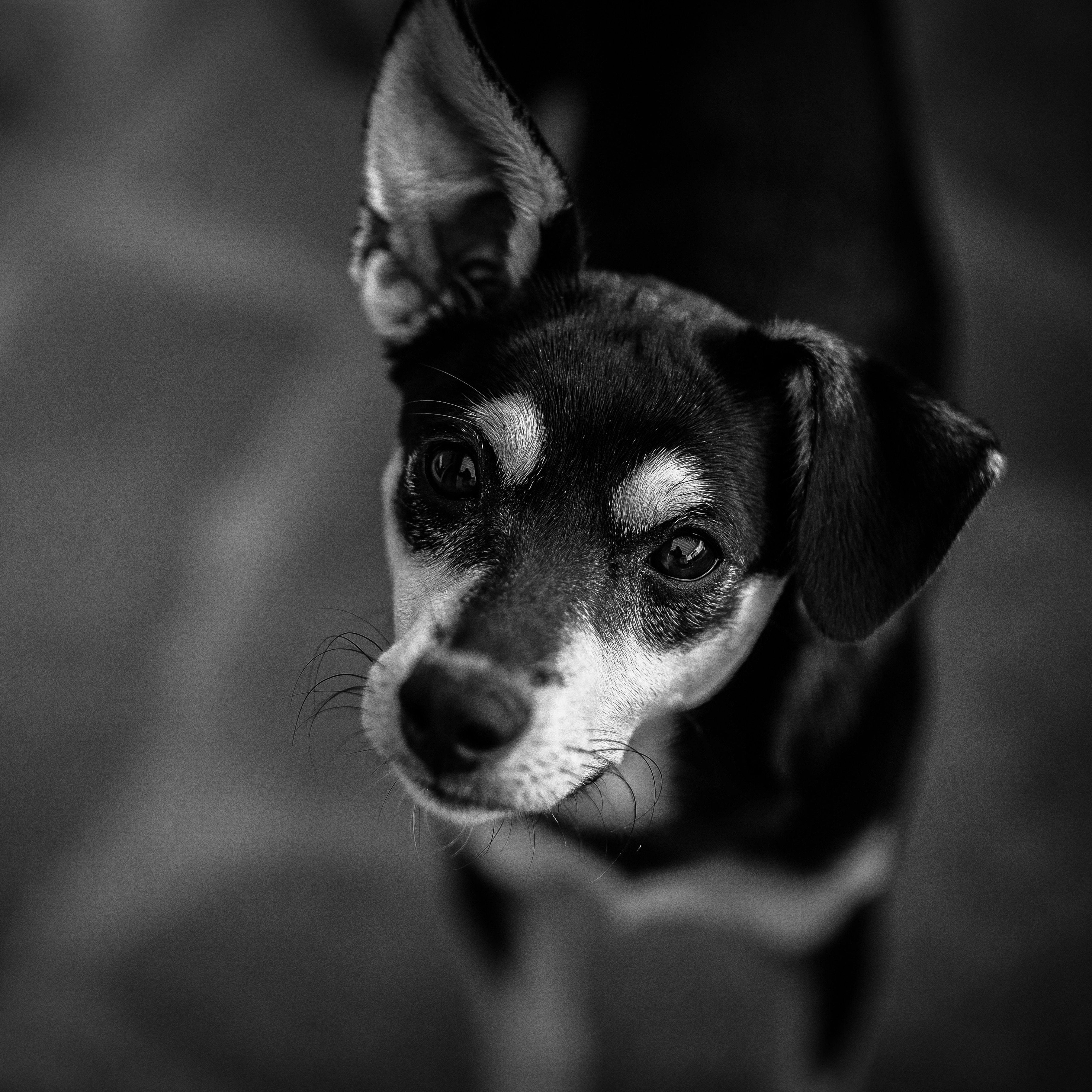 Mini Pinscher Black And White