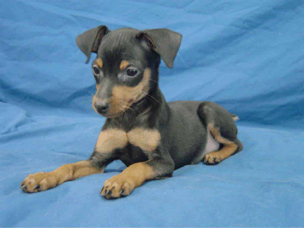 Ms Rachels Room: Miniature Pinscher Wallpaper