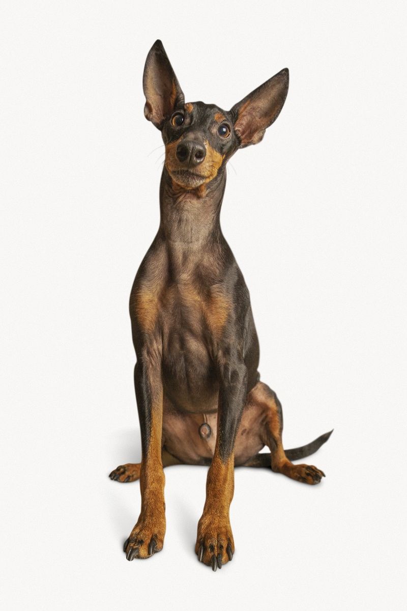 Miniature Pinscher Image Wallpaper