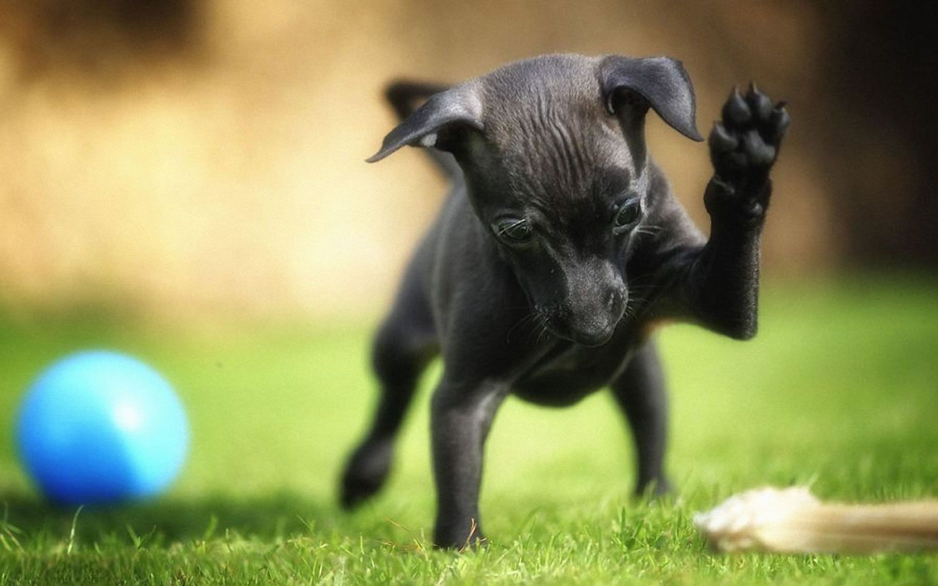Dark Miniature Pinscher 1440 by 9 00 Wallpaper Free Dark Miniature Pinscher 1440 by 9 00 Background
