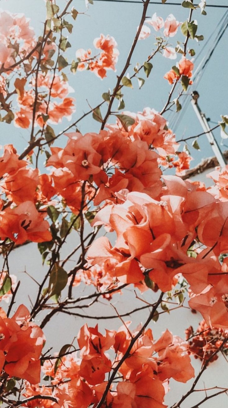 Beautiful Flower iPhone Wallpaper