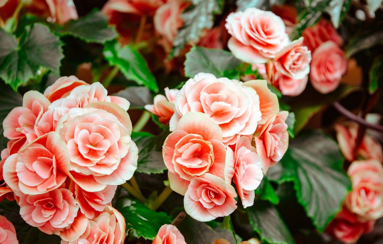 Begonias Wallpapers - Wallpaper Cave