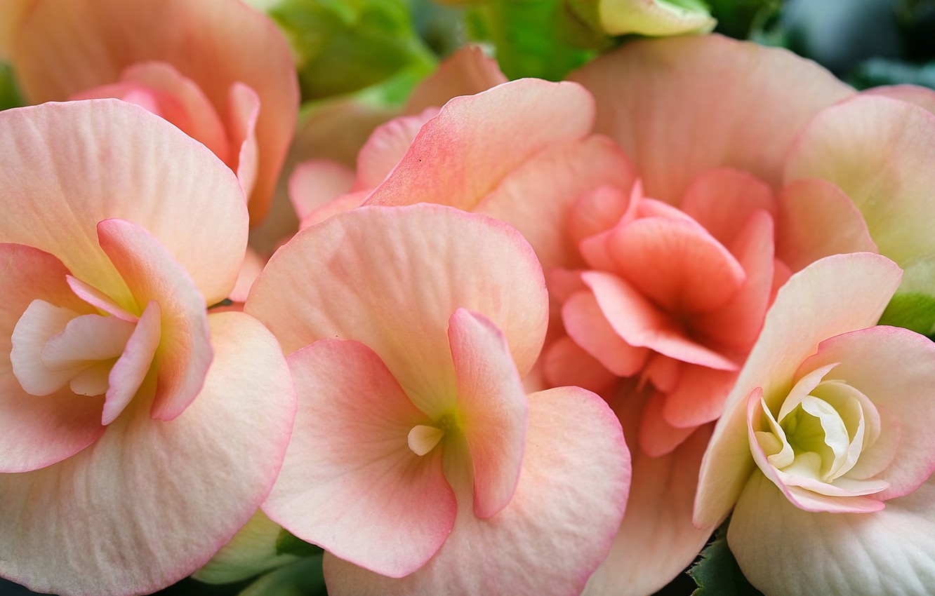 Crisp Types Of Flowering Begonias Capture Photography Crisp Types Of Flowering Begonias Capture Photography