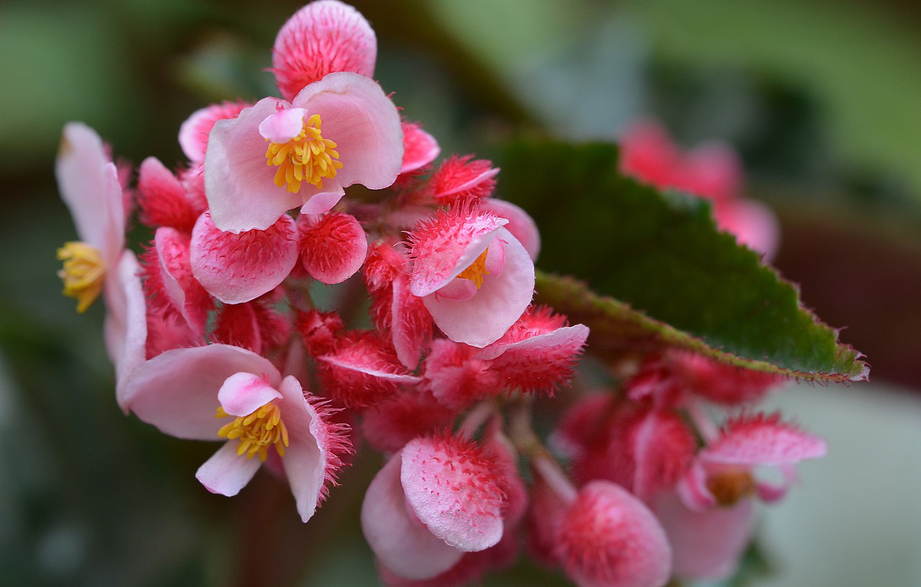 High-Quality Types Of Flowering Begonias Picture Concept High-Quality Types Of Flowering Begonias Picture Concept