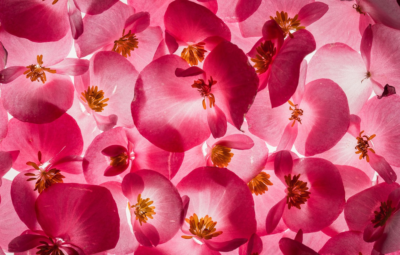 Begonias Wallpapers - Wallpaper Cave