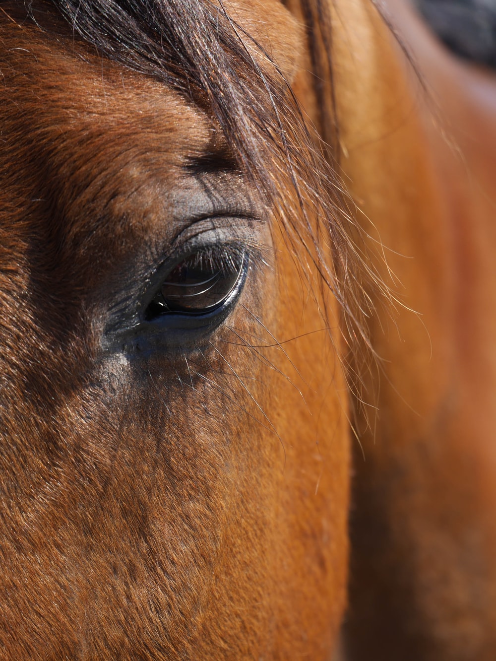 brown horse photography photo