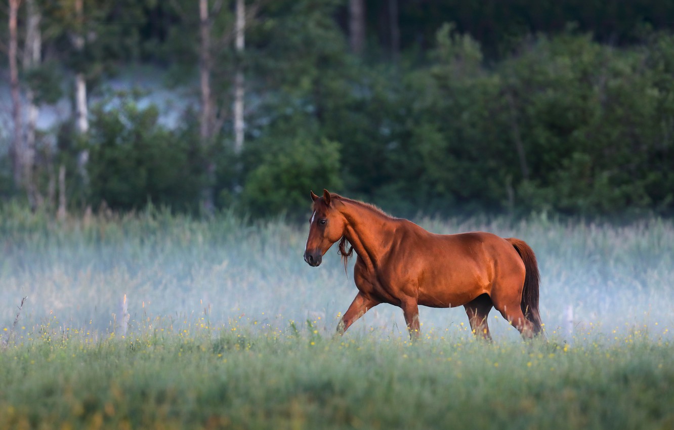 Wallpaper nature, fog, horse, horse, morning, chestnut image for desktop, section животные