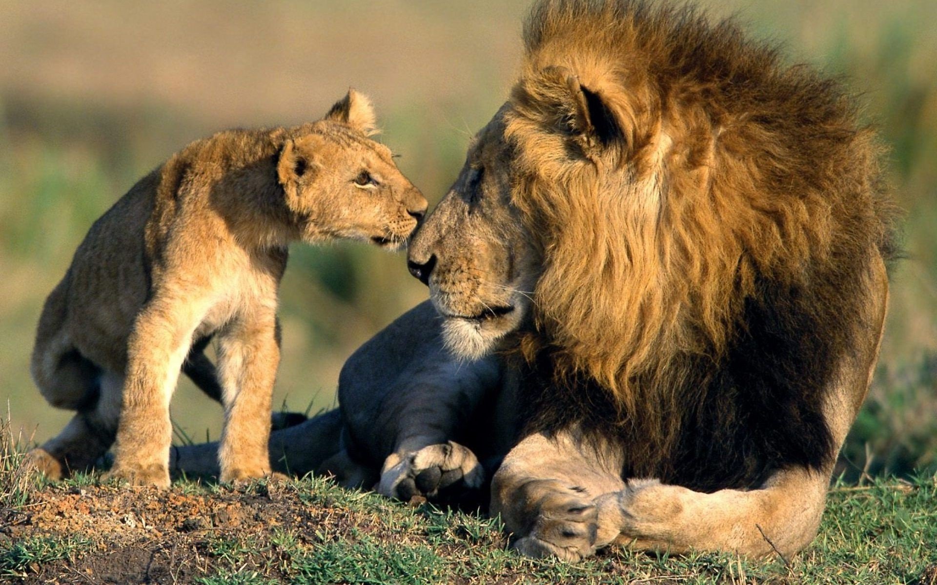 beauty, Cute, Amazing, Animal, Asiatic, Lion, With, Baby, Cub Wallpaper HD / Desktop and Mobile Background