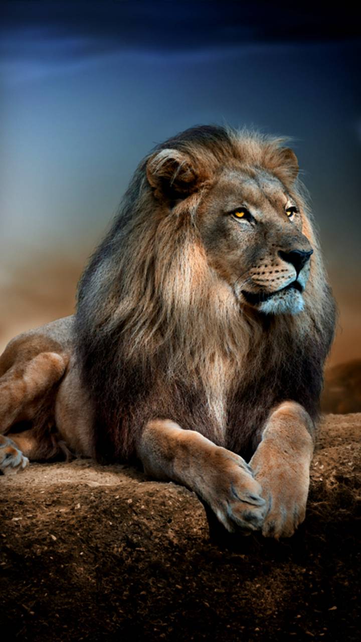 Majestic Lion Wallpaper
