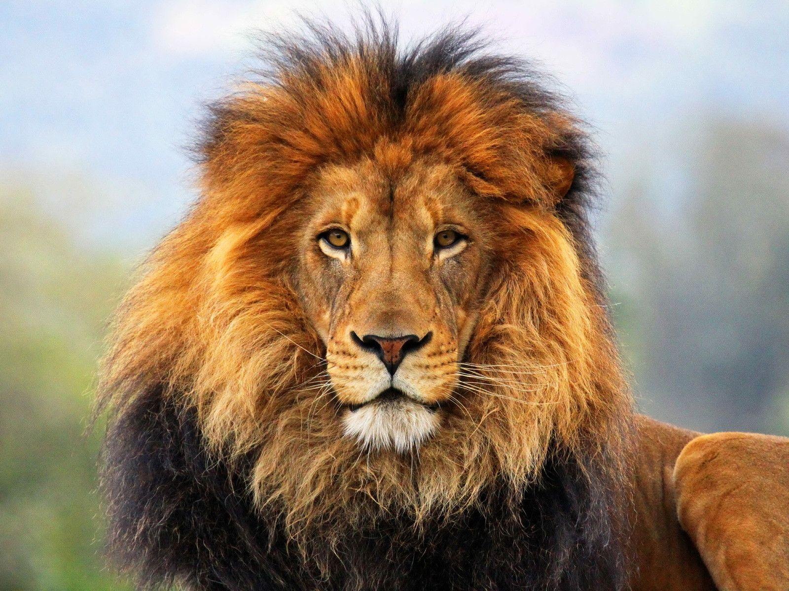 Male Lion Wallpaper