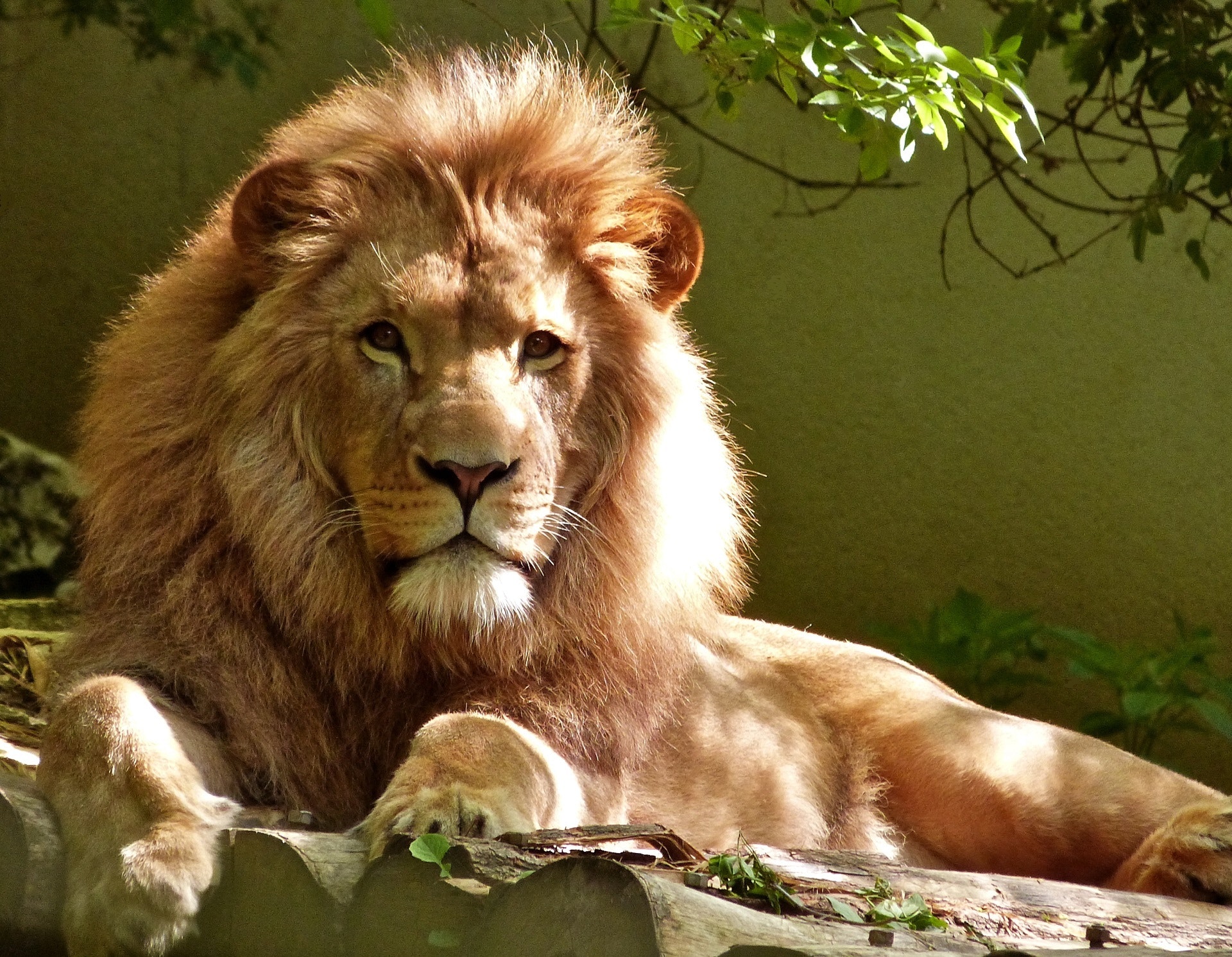 1,Best Lion Photo · 100% Free Downloads