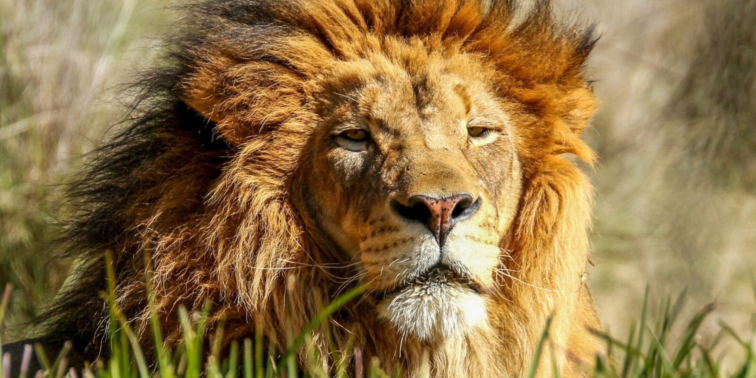 African lion, facts and photo